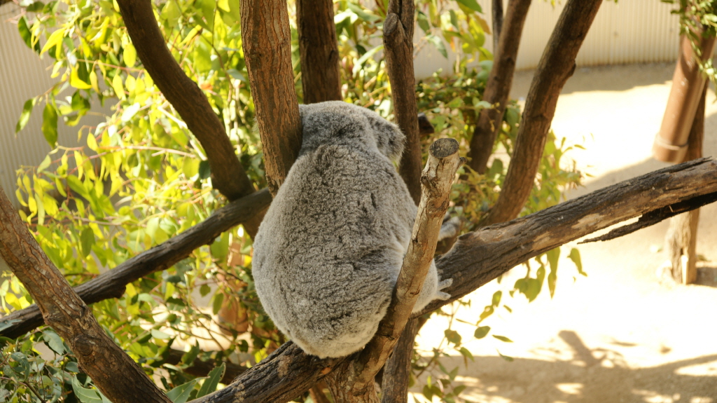 크기변환_DSC02378.JPG : 제대로된 뒤태 (코알라)