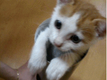 1.gif