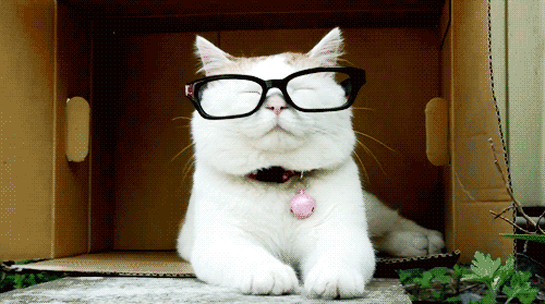 냥이.gif
