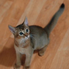 Abyssinian.jpg