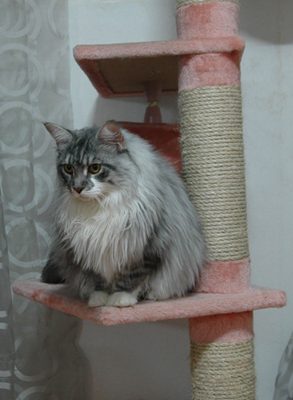 Maincoon.jpg