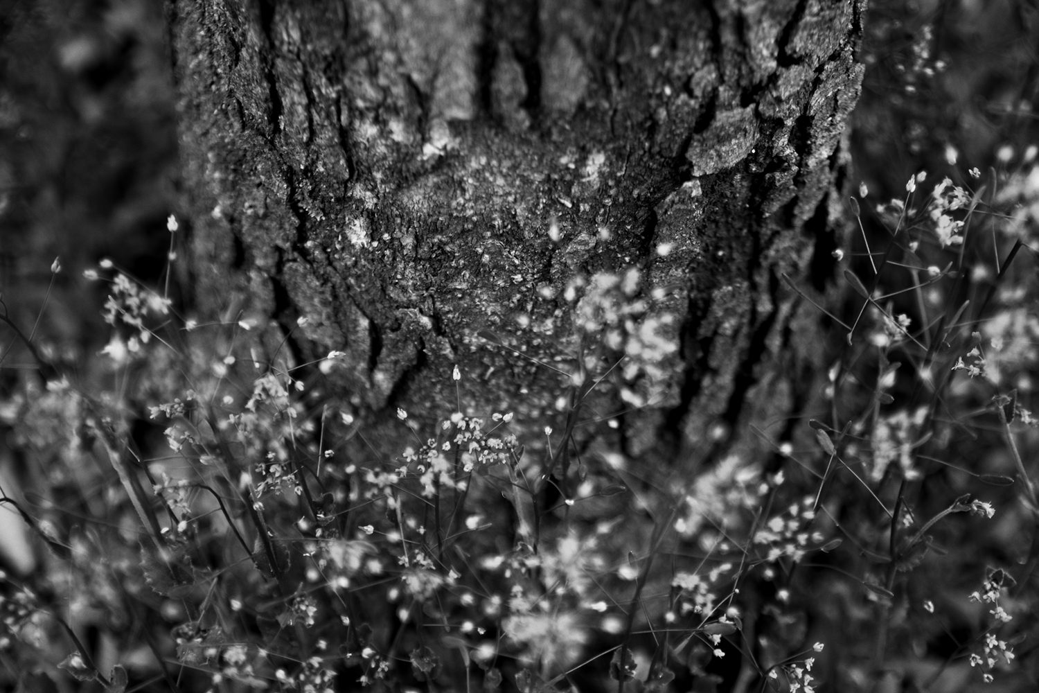 _MG_0132.jpg
