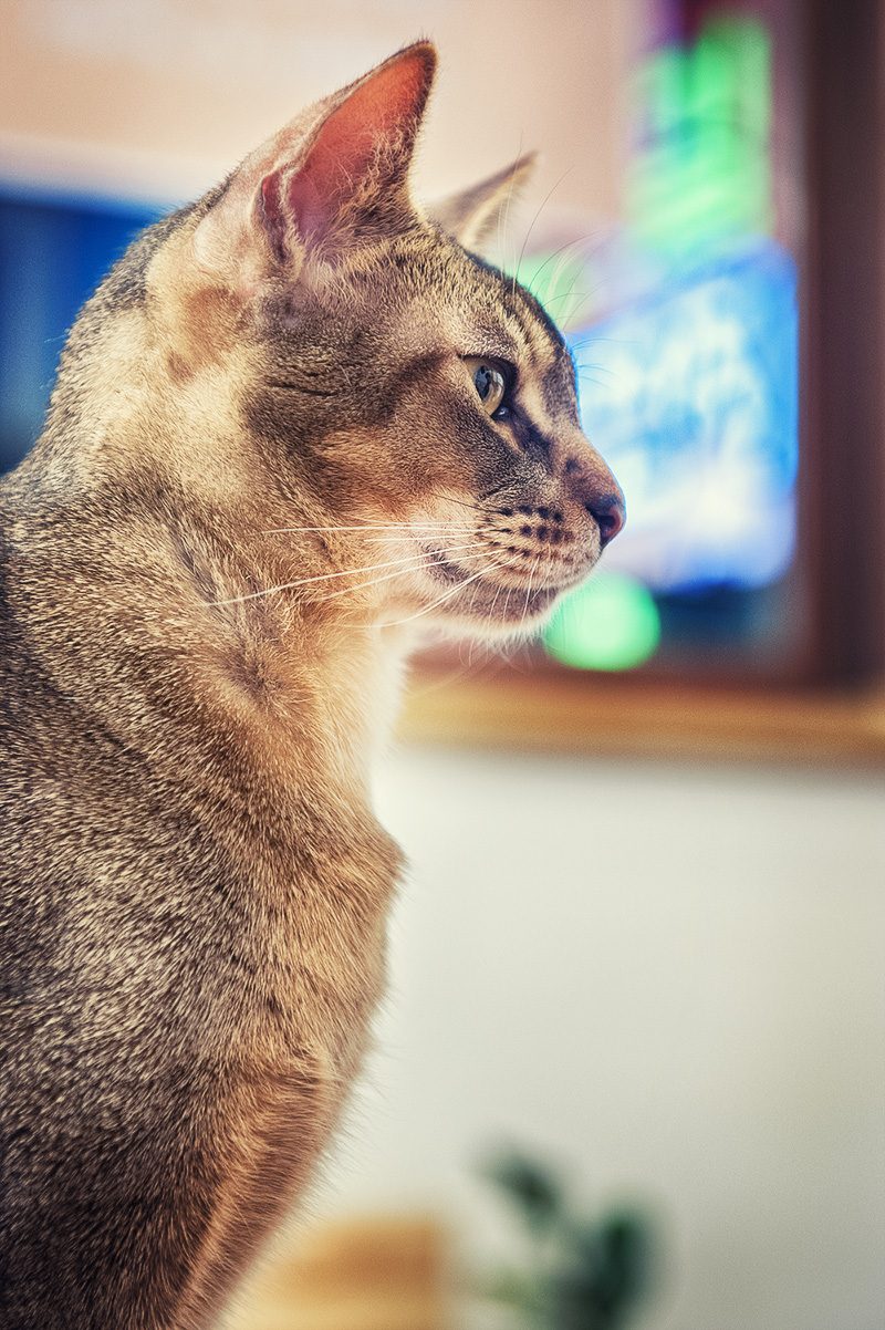 DSC_4662.jpg
