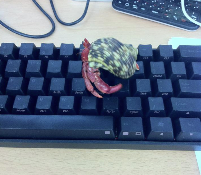 스크린샷 2012-01-18 오전 11.46.47.png : 포커와 딸기
