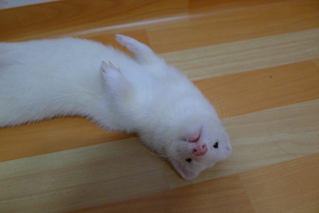 라오1.JPG