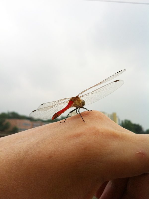 P20110820_1000000251.JPG