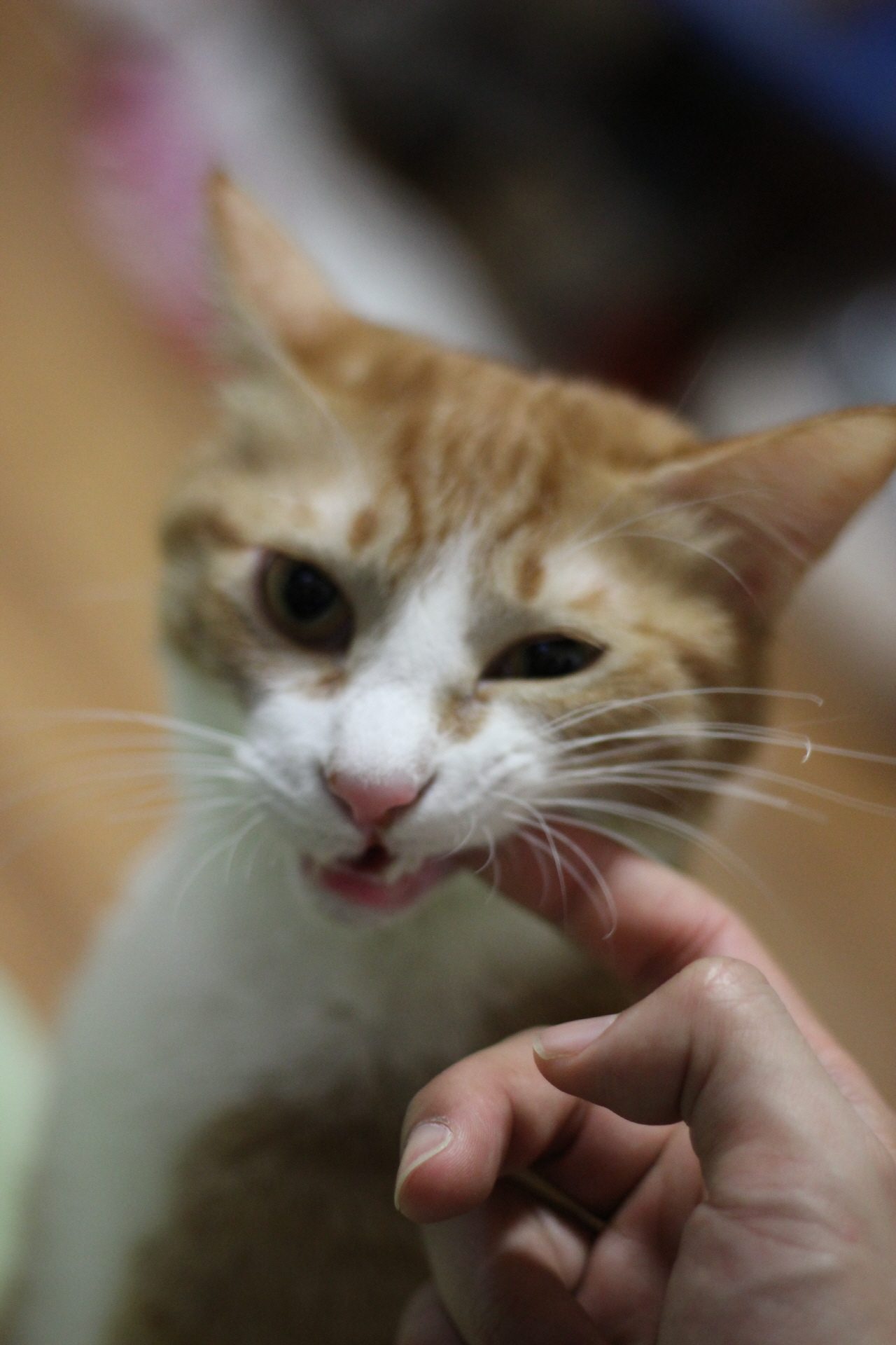 104.JPG : 망고랑 로로