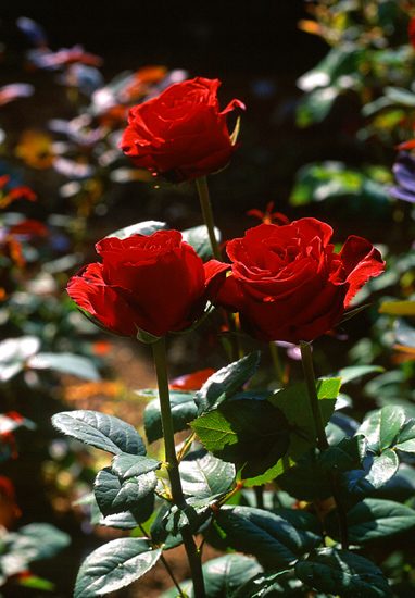 66rose_red3_-1vupm.jpg