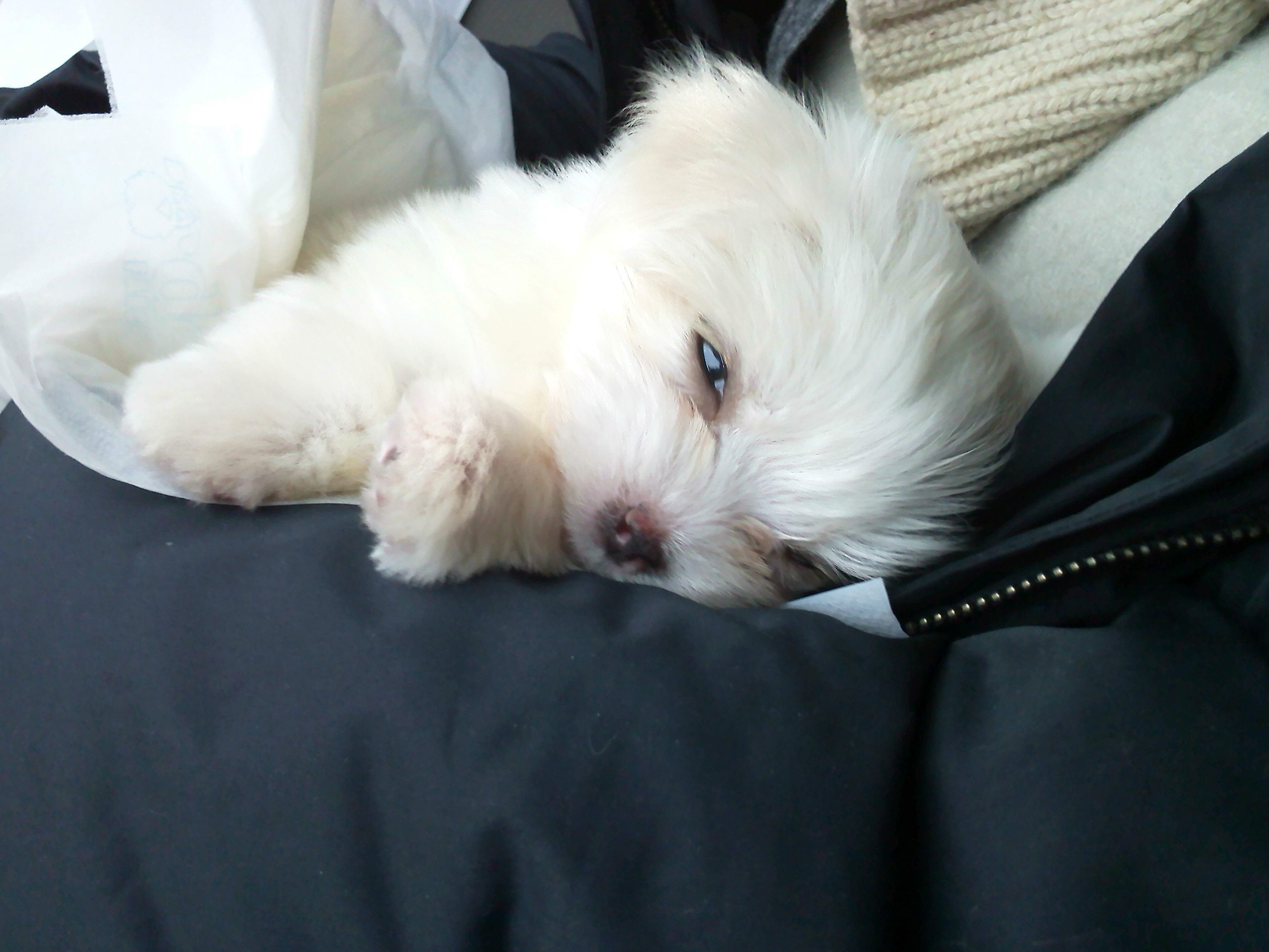 사진090125_001.jpg : 저도 멍멍이 소개합니다!