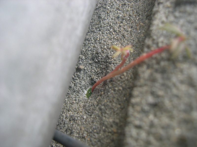 DSCN0422.jpg