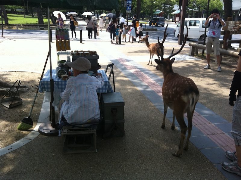 IMG_0266.JPG : 청축 구입!