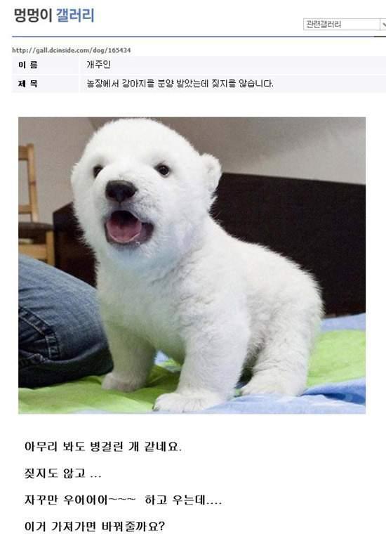 dogingabearinga.jpg