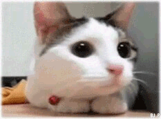 b0117319_4c93c1de00e69.gif