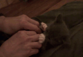 2bb.gif