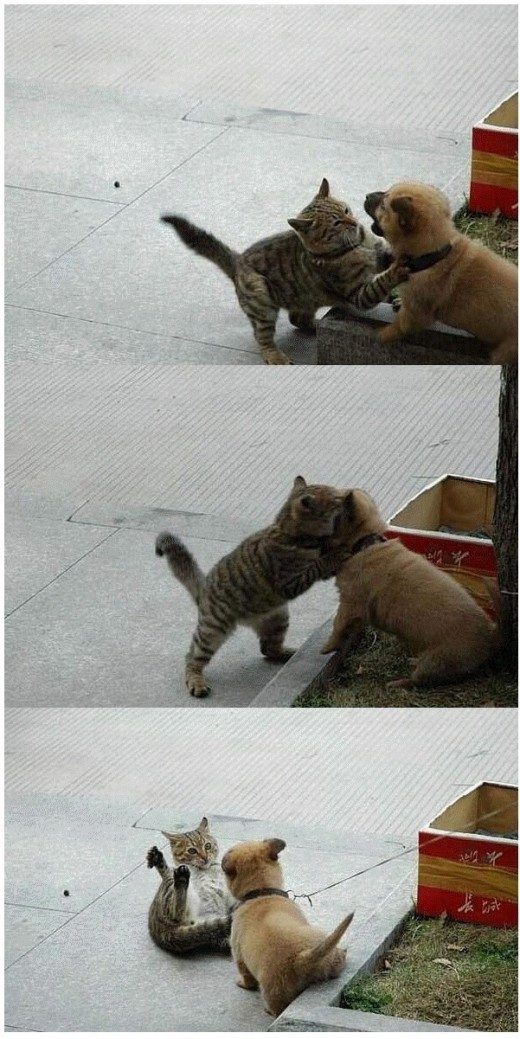 1307086456_NLuw4avg_catdog.jpg