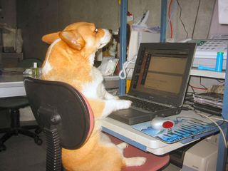dogprogrammer.jpg