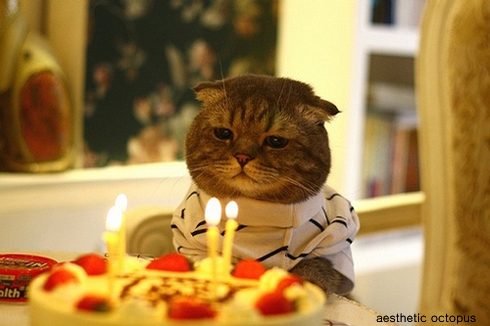 birthdaycat06.jpg : 전요즘 알루 하우징에 대한 환상에 잡혔습니다.