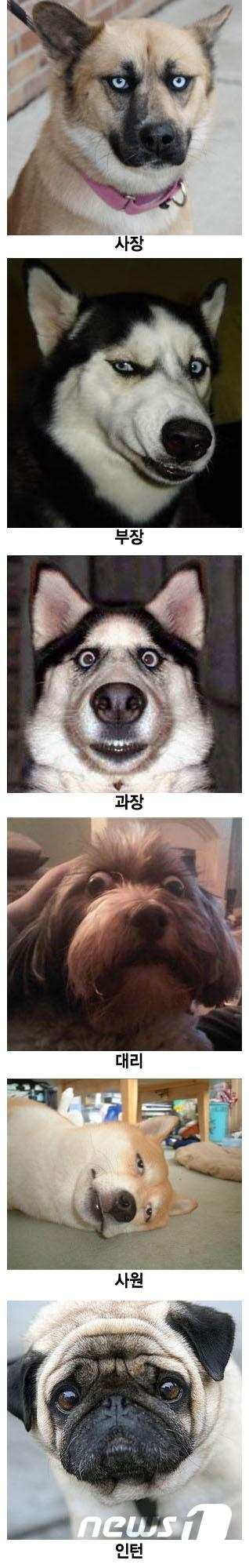 dog.png : 직장생활하면서....