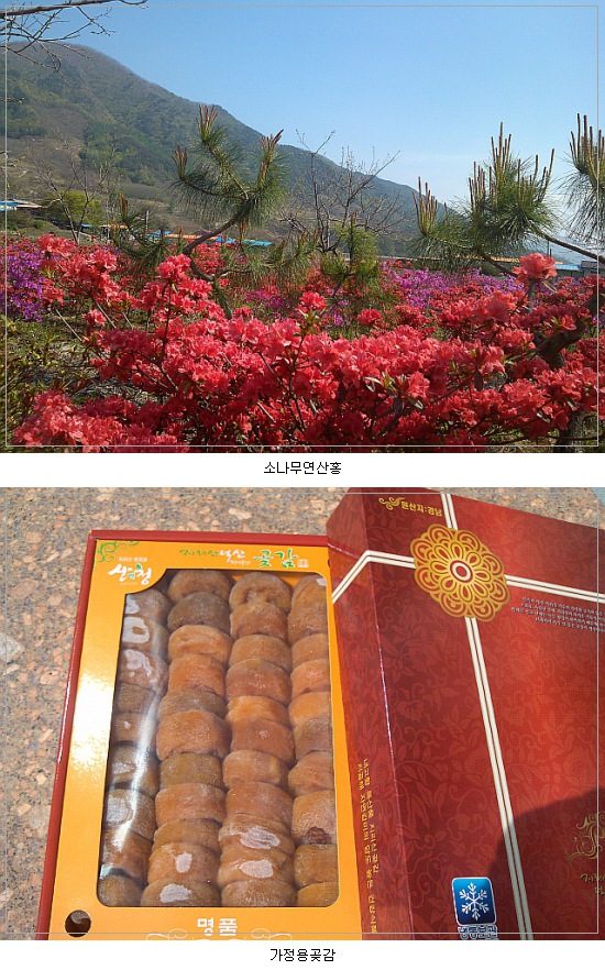 연산홍곶감.jpg : 지리산 덕산 가정용곶감, 야생둥글레 입니다 연산홍곶감.jpg : 지리산 덕산 가정용곶감, 야생둥글레 입니다