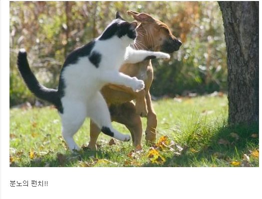 catvsdog.jpg