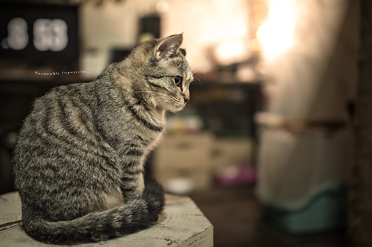 DSC_5811.jpg