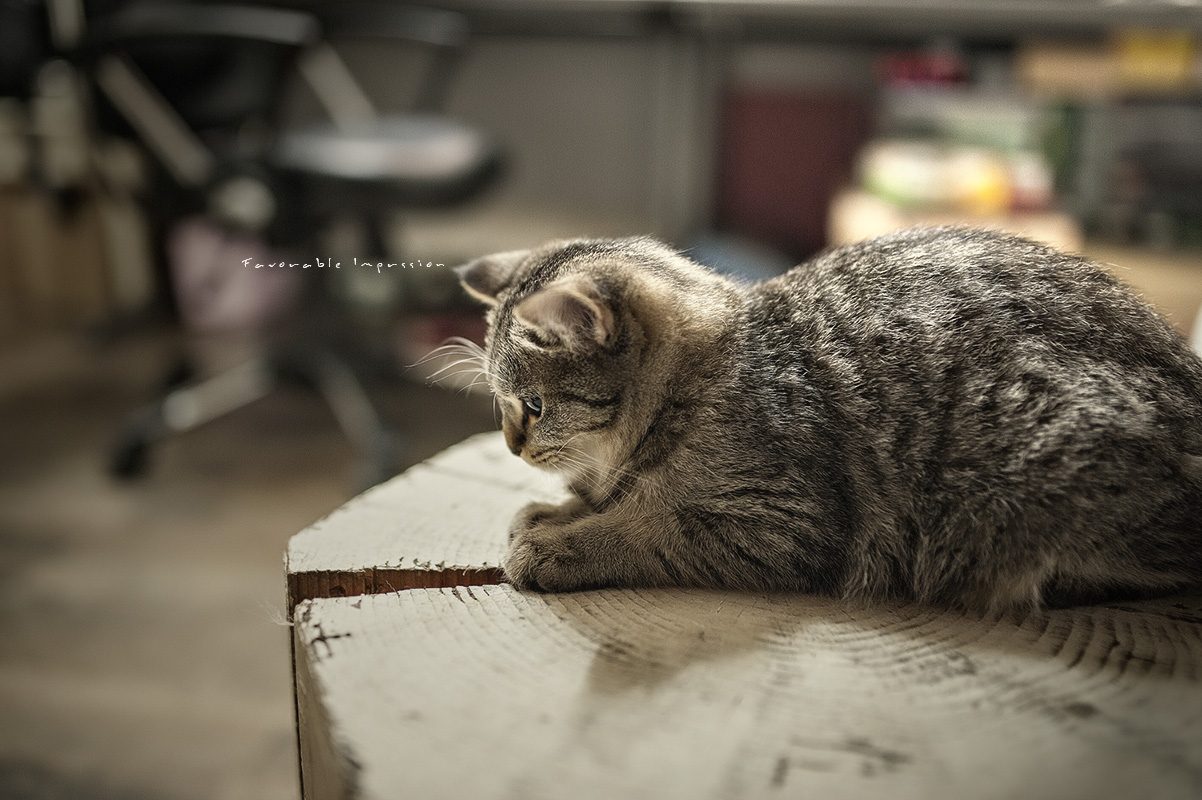 DSC_4416.jpg