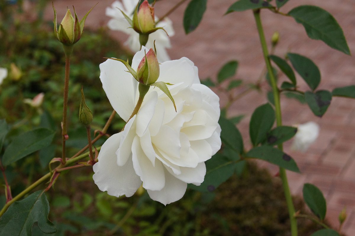 DSC00901.jpg