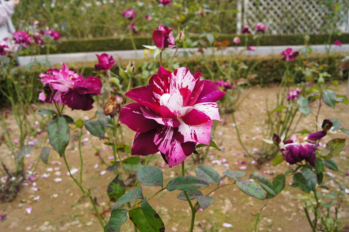DSC00963.jpg