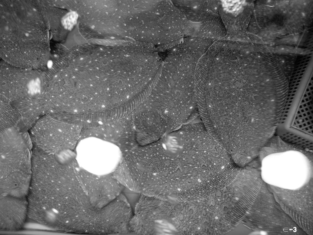 sn2.JPG