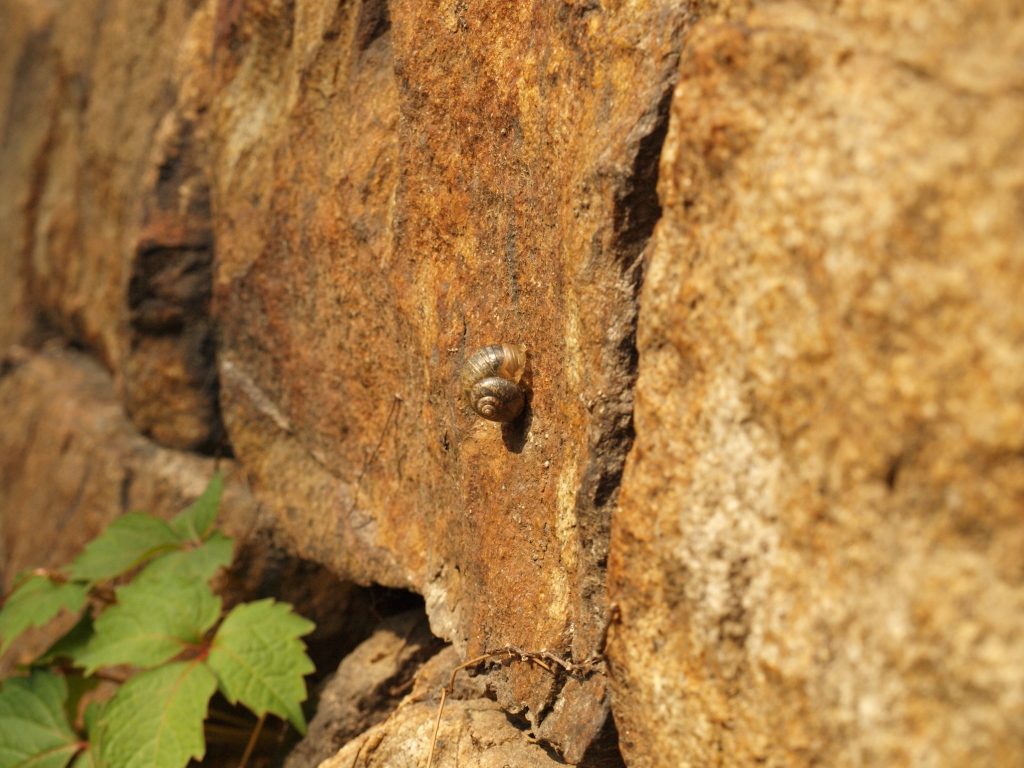 P5242554.jpg