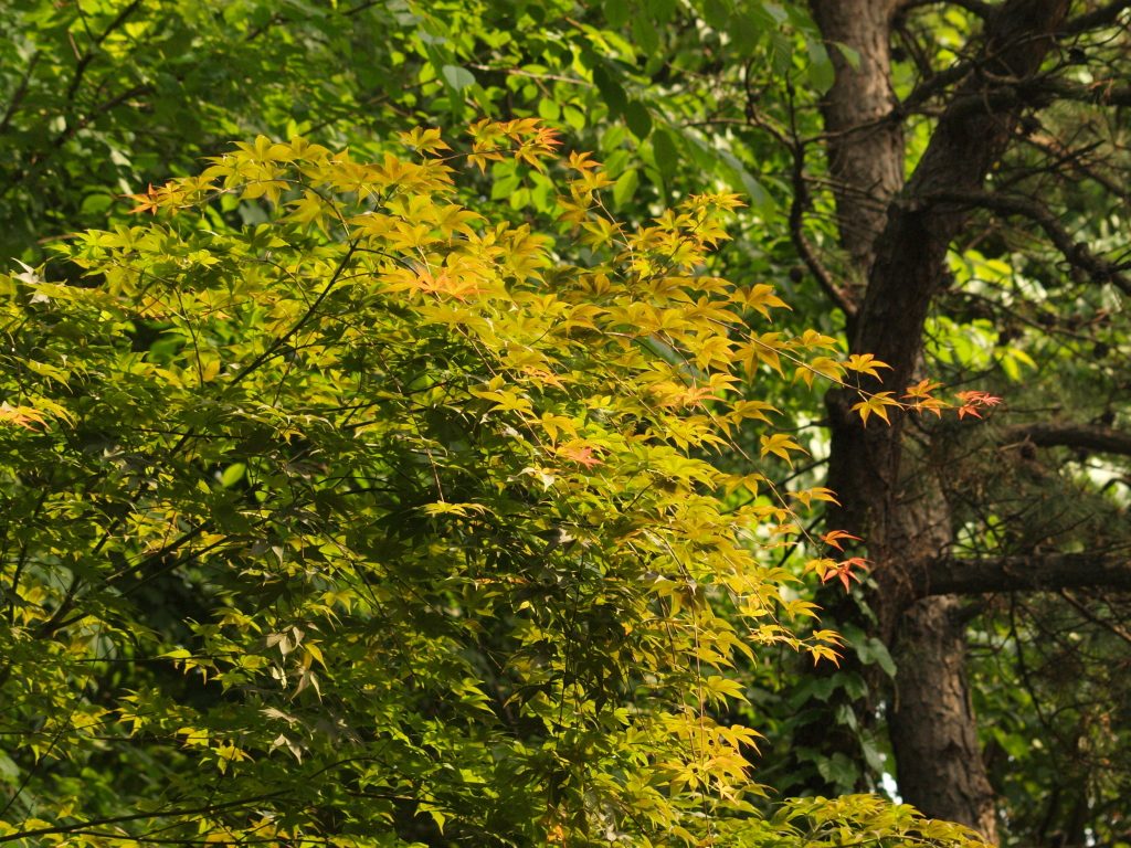 P5242573.jpg