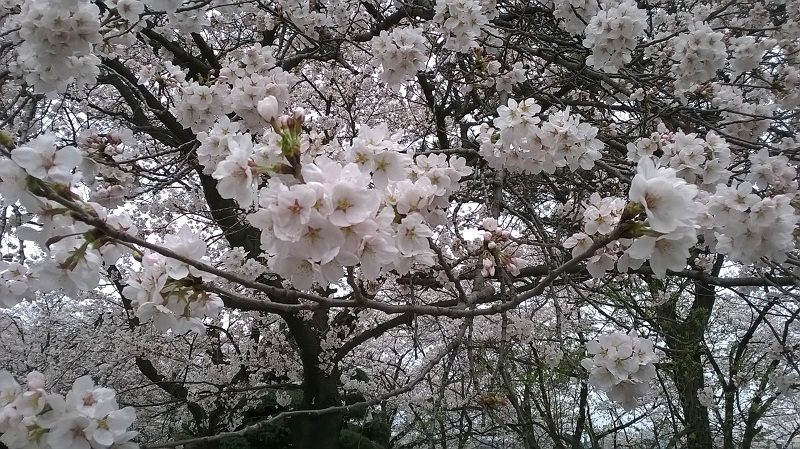 WP_20150404_13_45_22_Pro-1.jpg