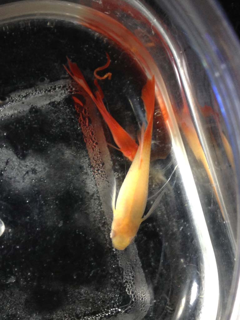 IMG_0378.jpg : [물생활]응급실간 알비노풀레드구피 부부