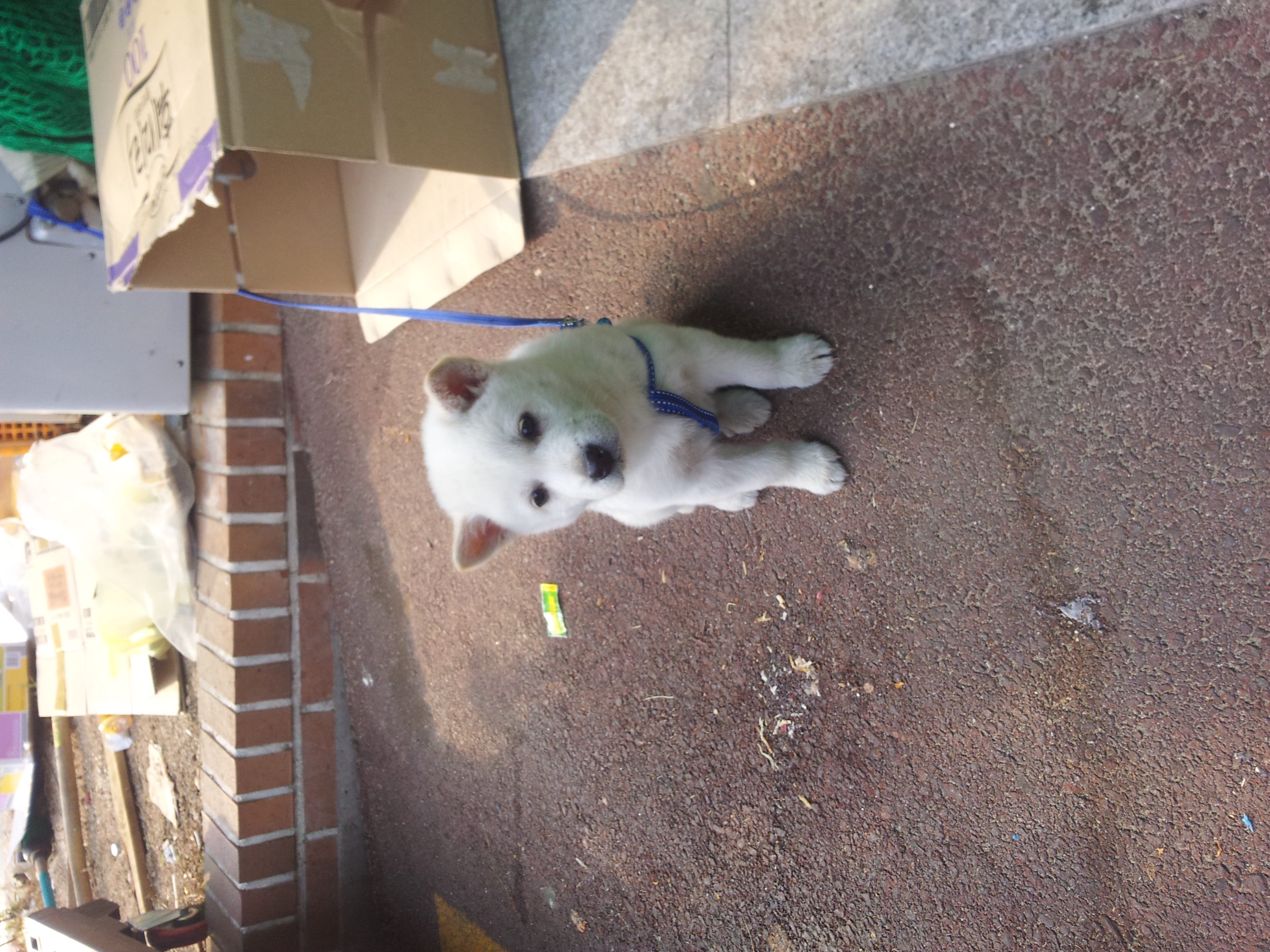 2012-11-23 10.00.38.jpg : 옆집 강아지!