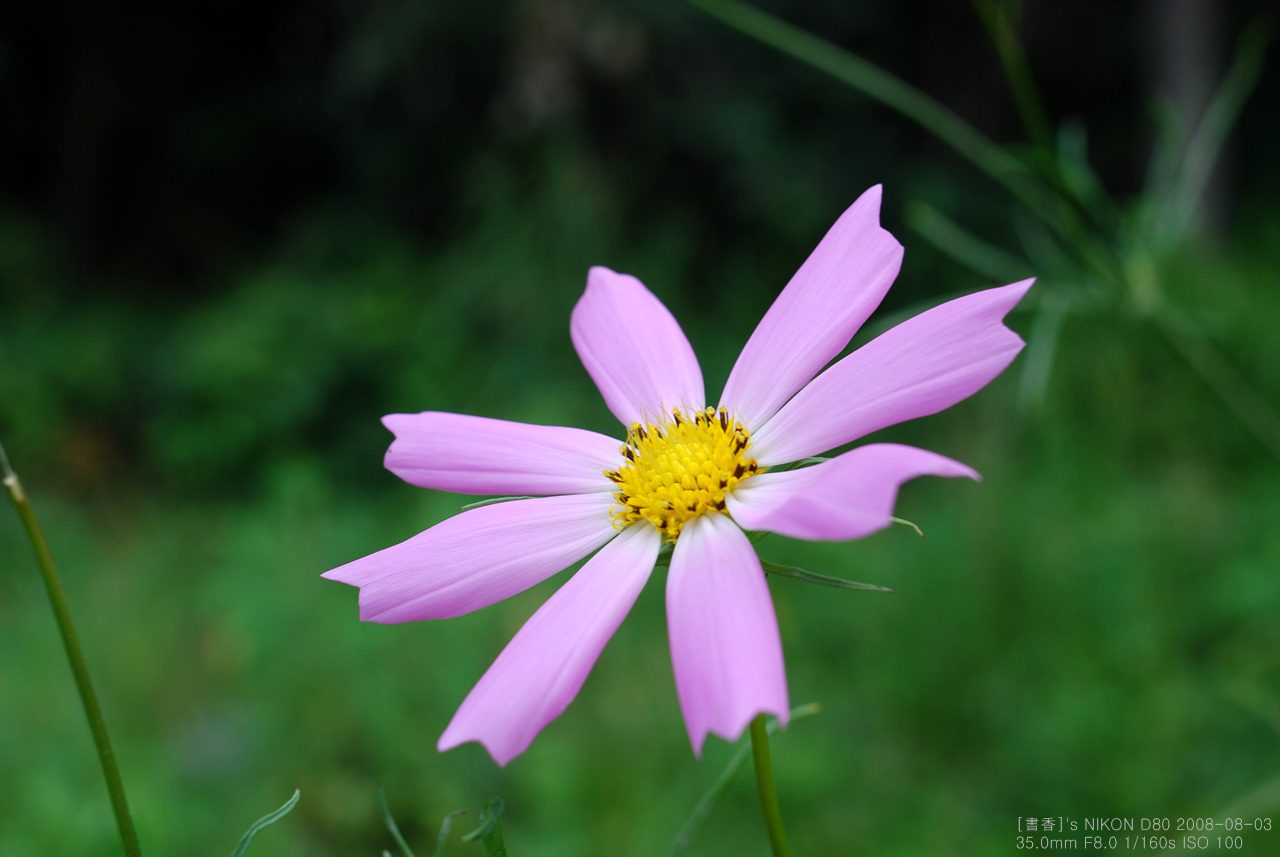 DSC_6239.jpg